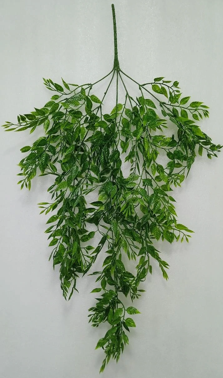 Ruscus Curry Leaves Creeper